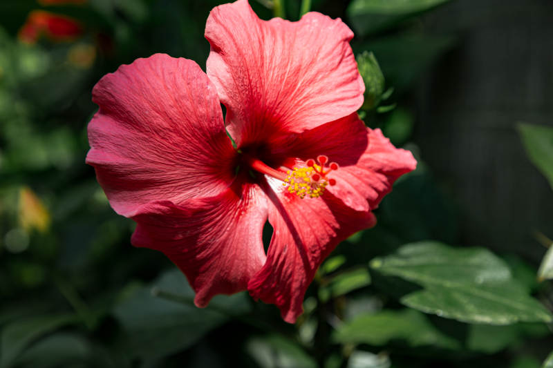 红艳木槿花绽放图片