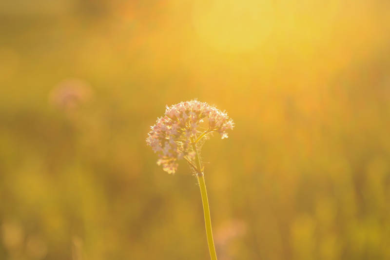 夕阳下的野花图片