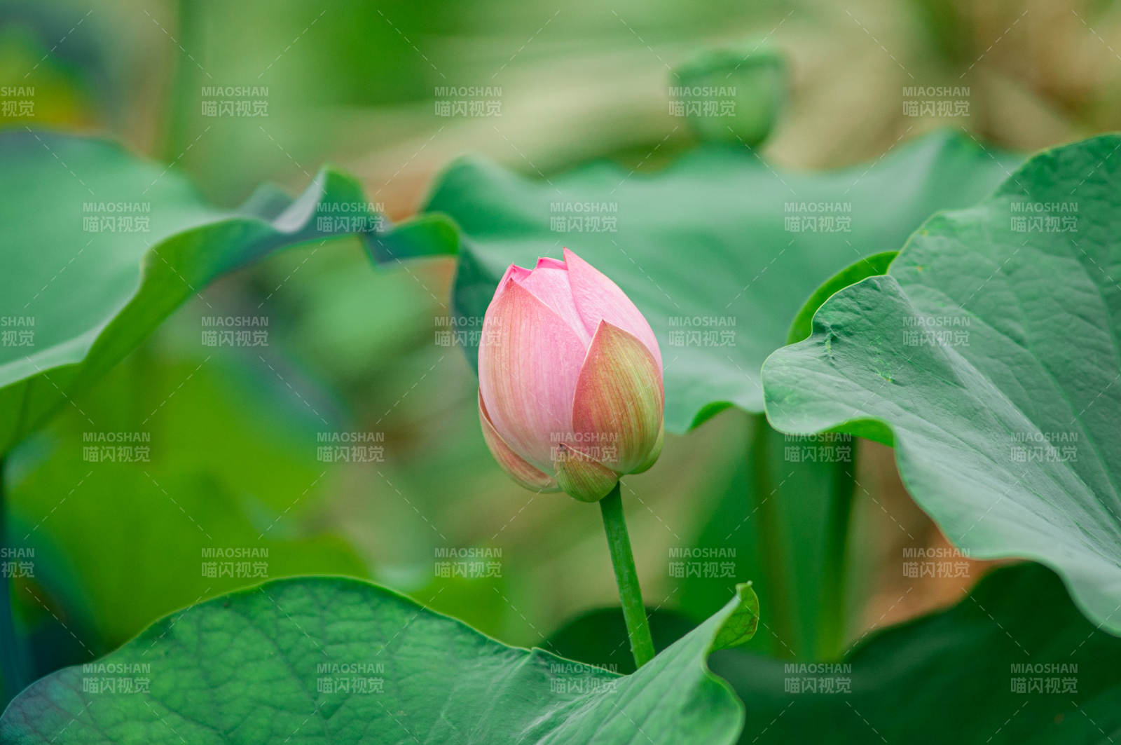 粉莲初绽图片