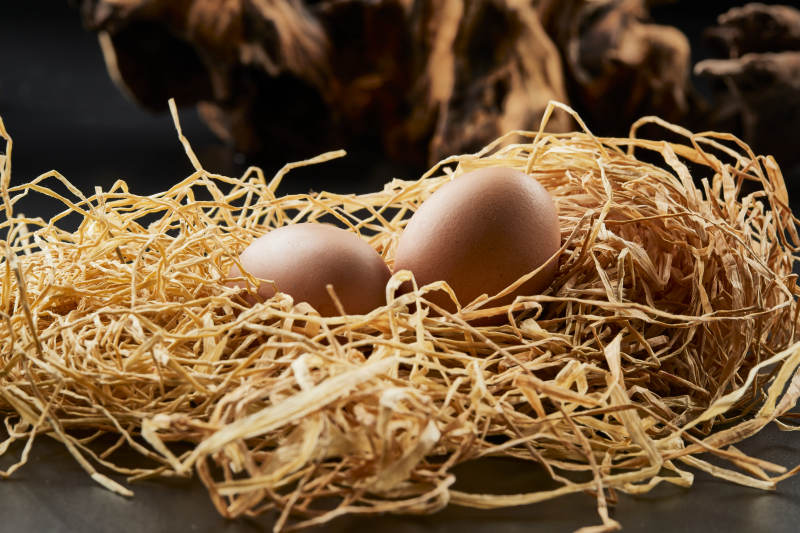 蓼草草团上的两枚营养柴鸡蛋图片