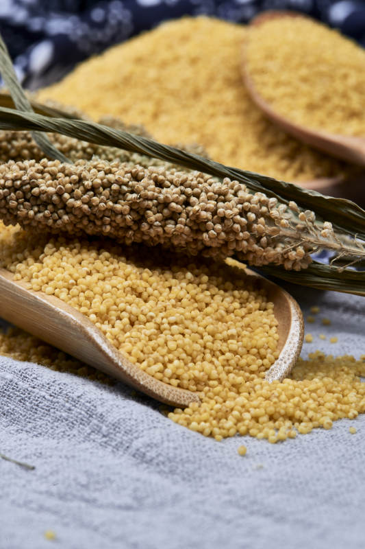 质量上乘的金黄小米粟米图片