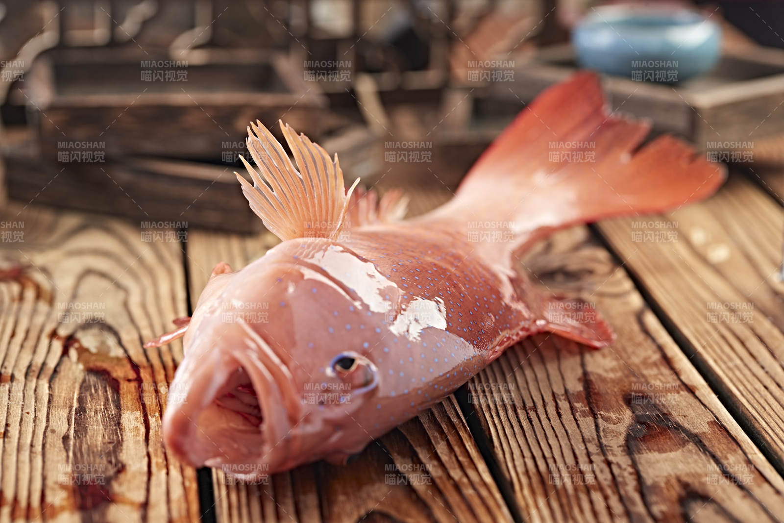 在木板上的鲜活东兴石斑鱼图片