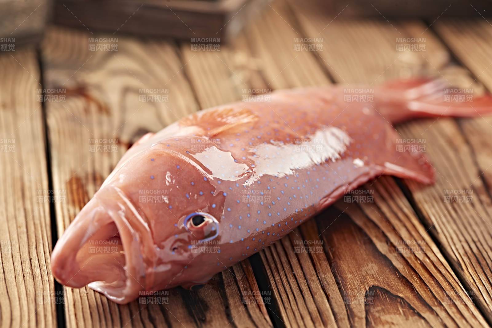在木板上的鲜活东兴石斑鱼图片