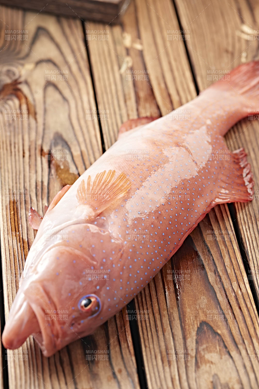 在木板上的鲜活东兴石斑鱼图片