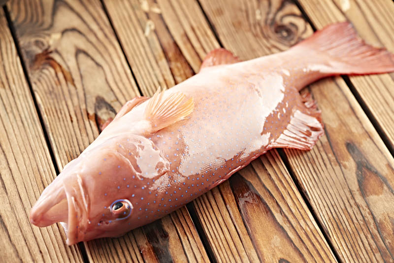 在木板上的鲜活东兴石斑鱼图片