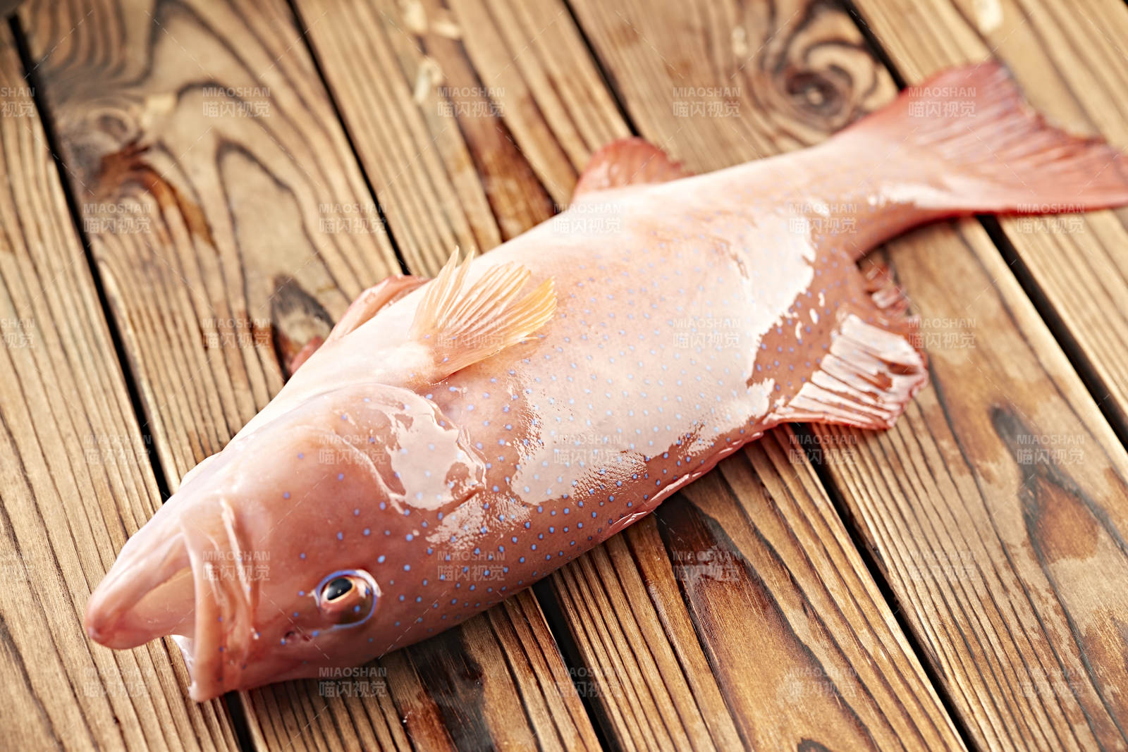 在木板上的鲜活东兴石斑鱼图片