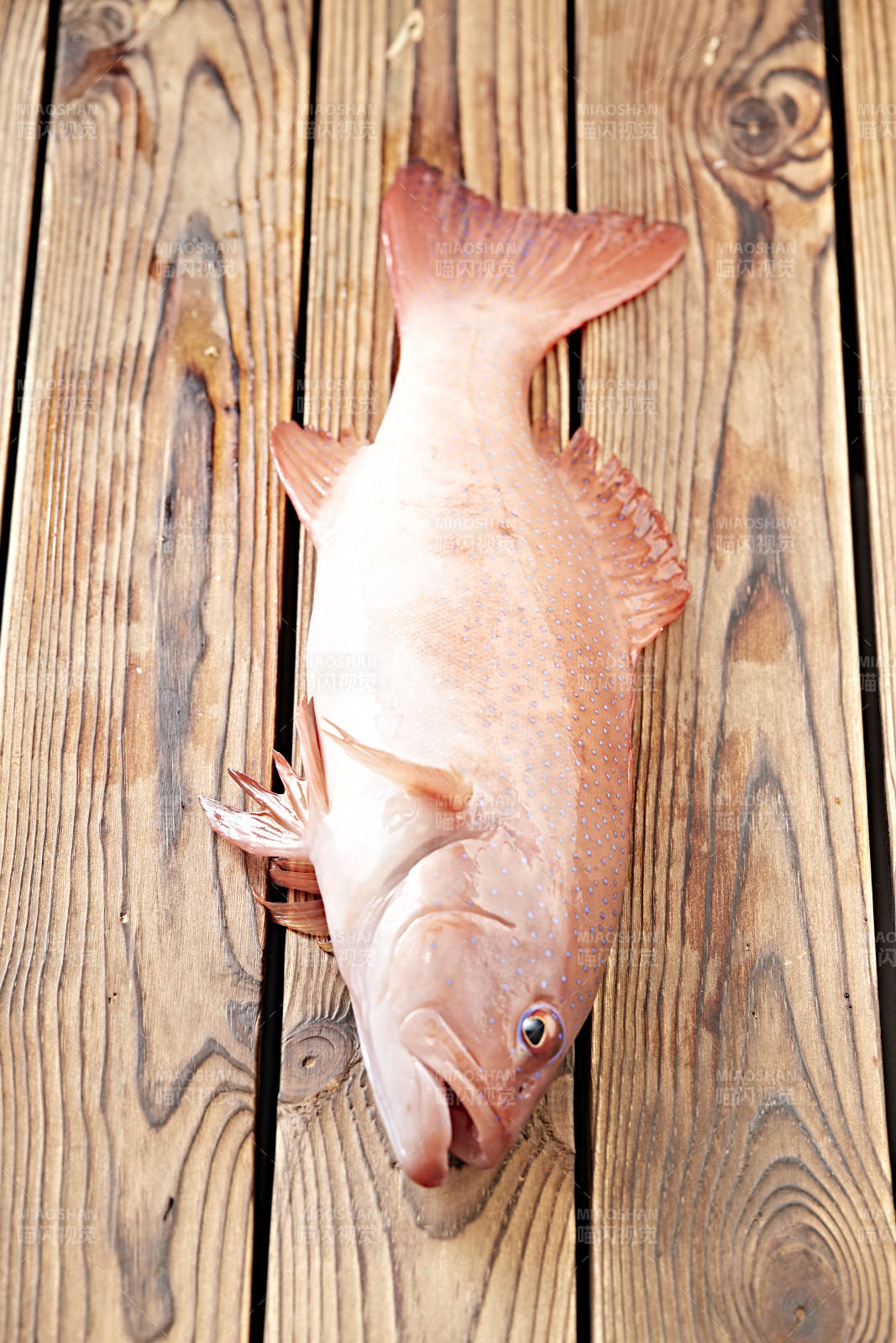 在木板上的鲜活东兴石斑鱼图片