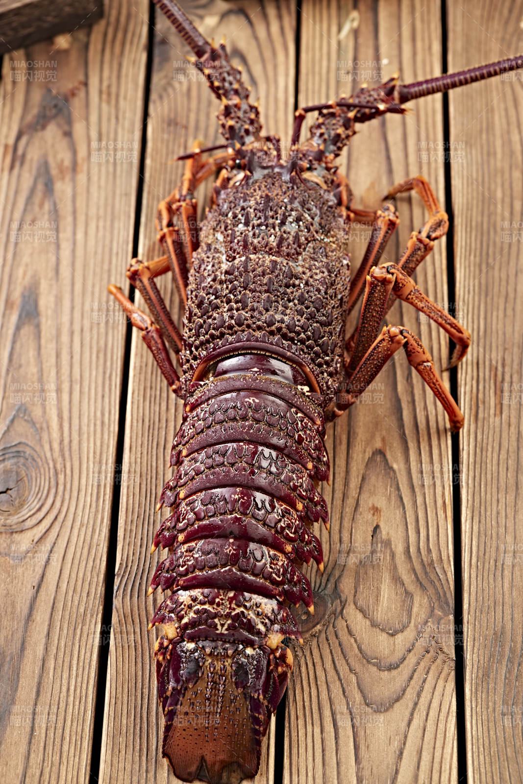 木板上的澳洲大龙虾图片
