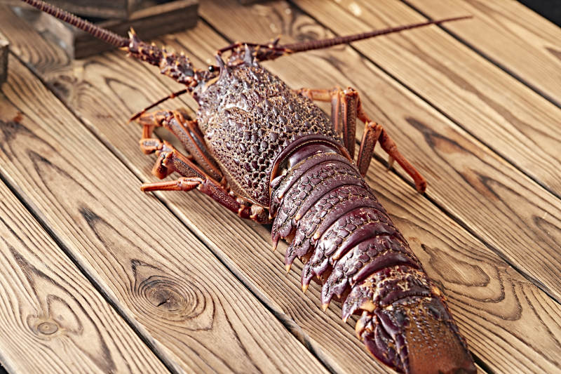 木板上的澳洲大龙虾图片