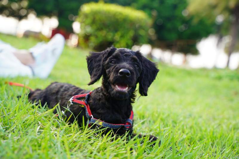 黑狗草地嬉戏图片