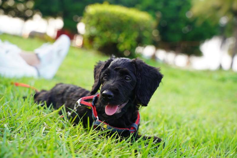 黑狗草地嬉戏图片