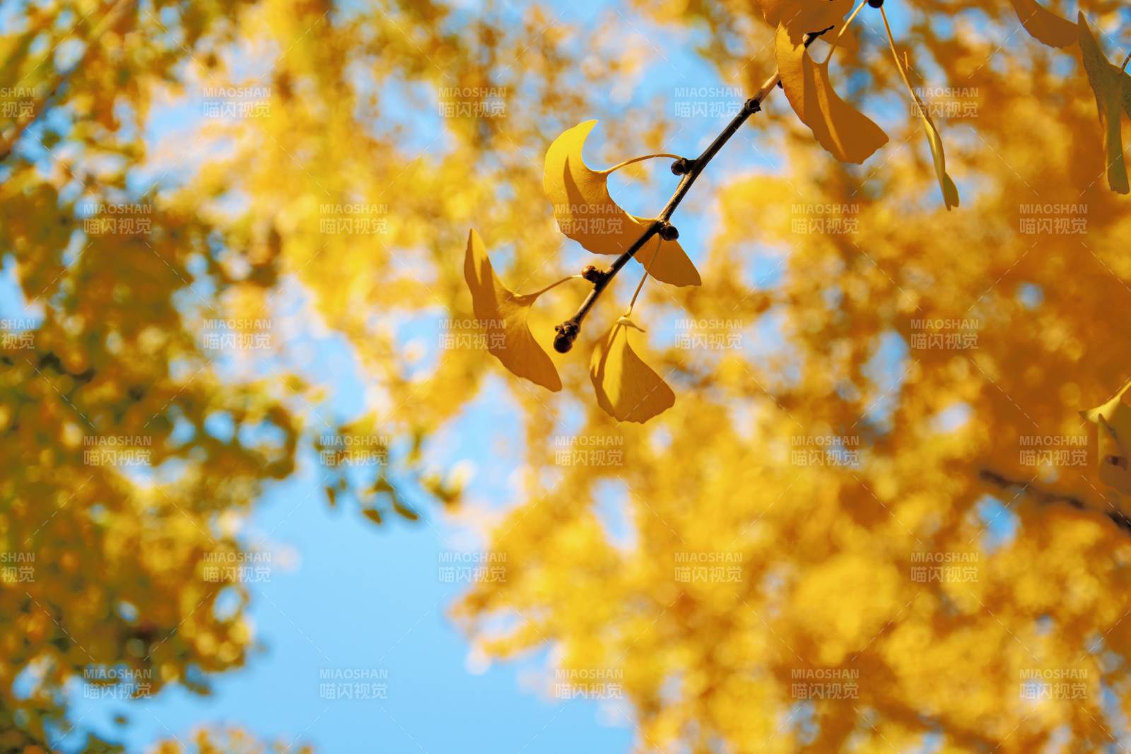 秋叶金黄映蓝天图片