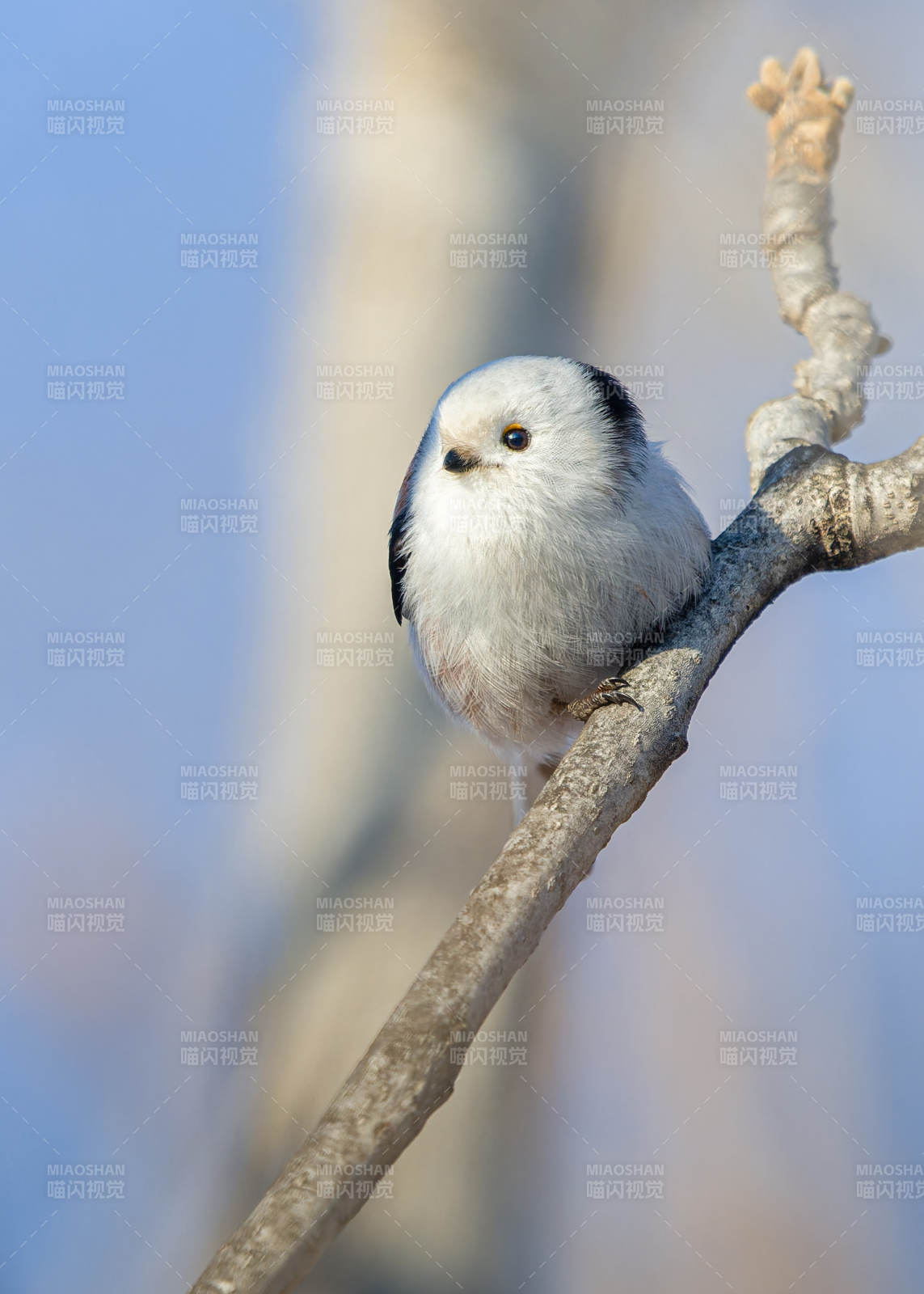长尾雀栖枝头图片