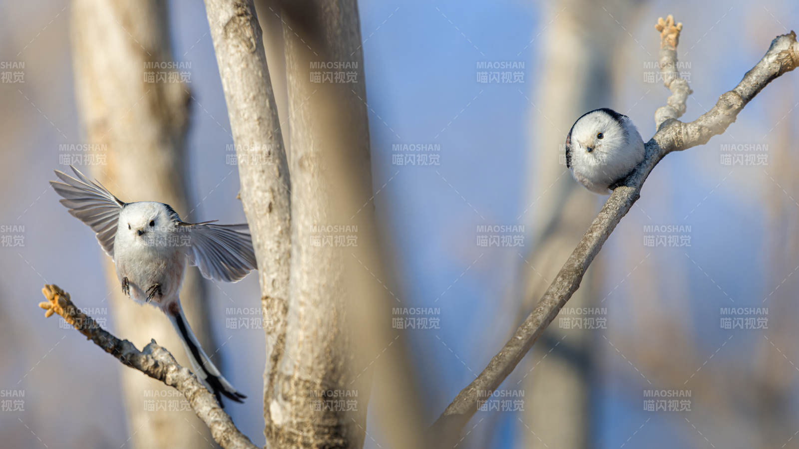 两只小鸟栖枝头图片