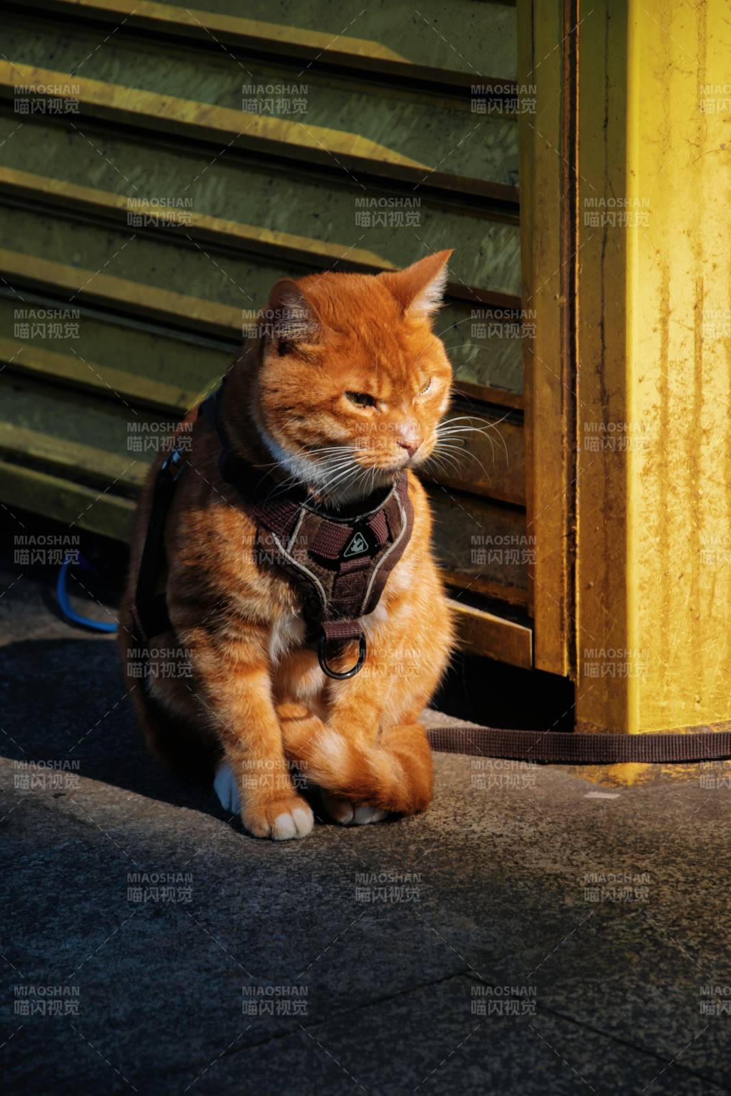 橙猫戴背带静坐图片