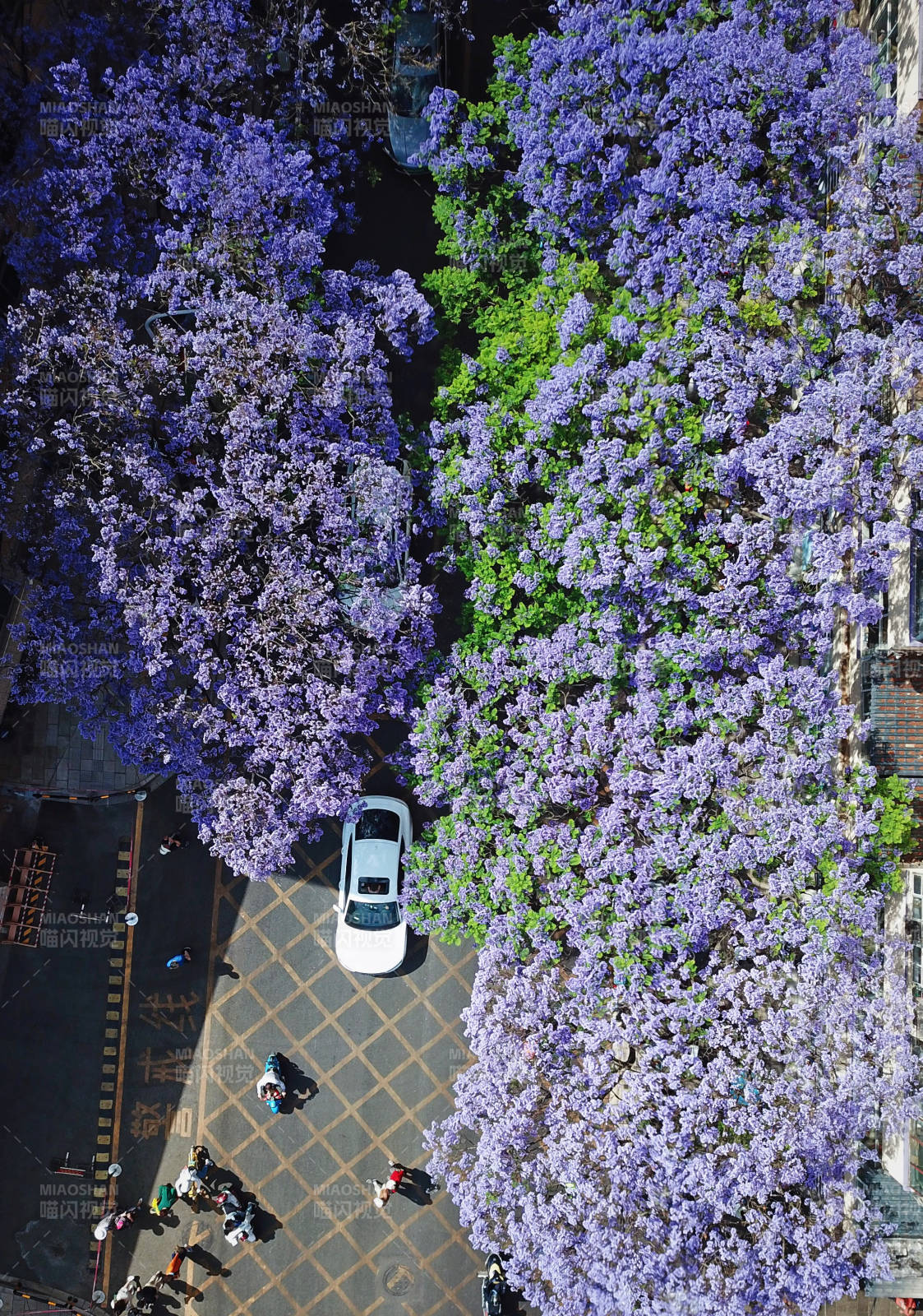 紫藤花海映街景图片