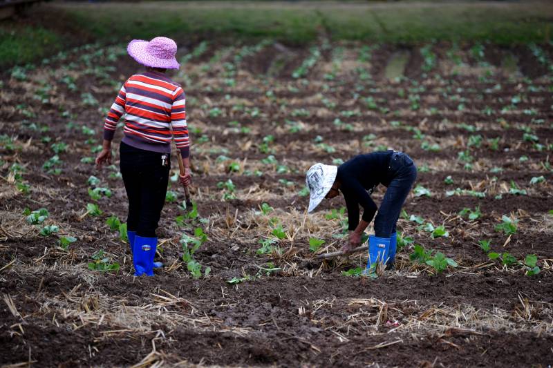 田间劳作的农妇图片