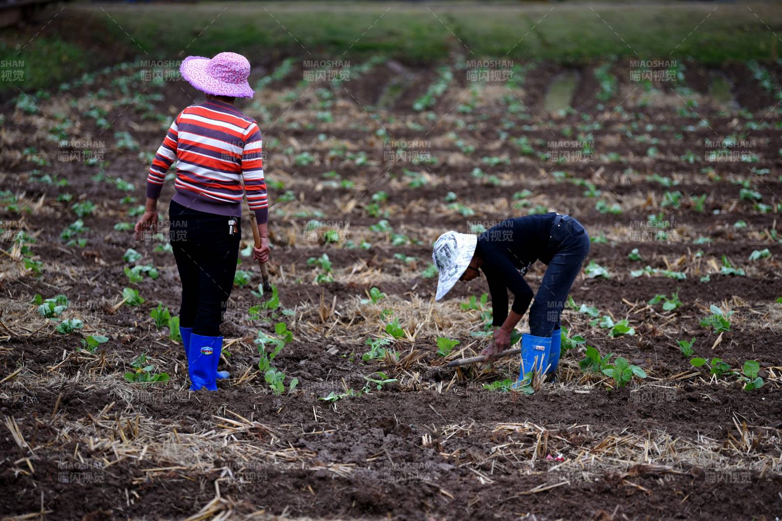 田间劳作的农妇图片