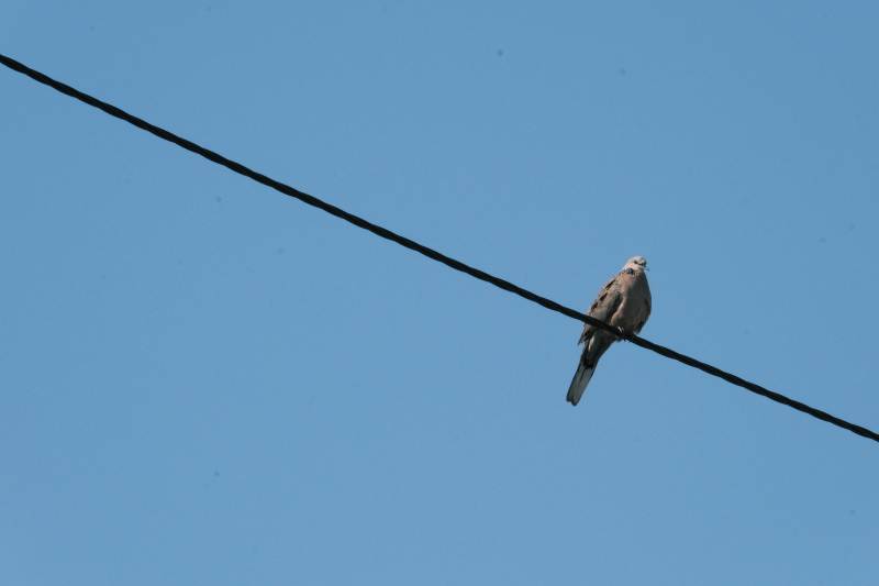 鸟栖电线 蓝天相伴图片