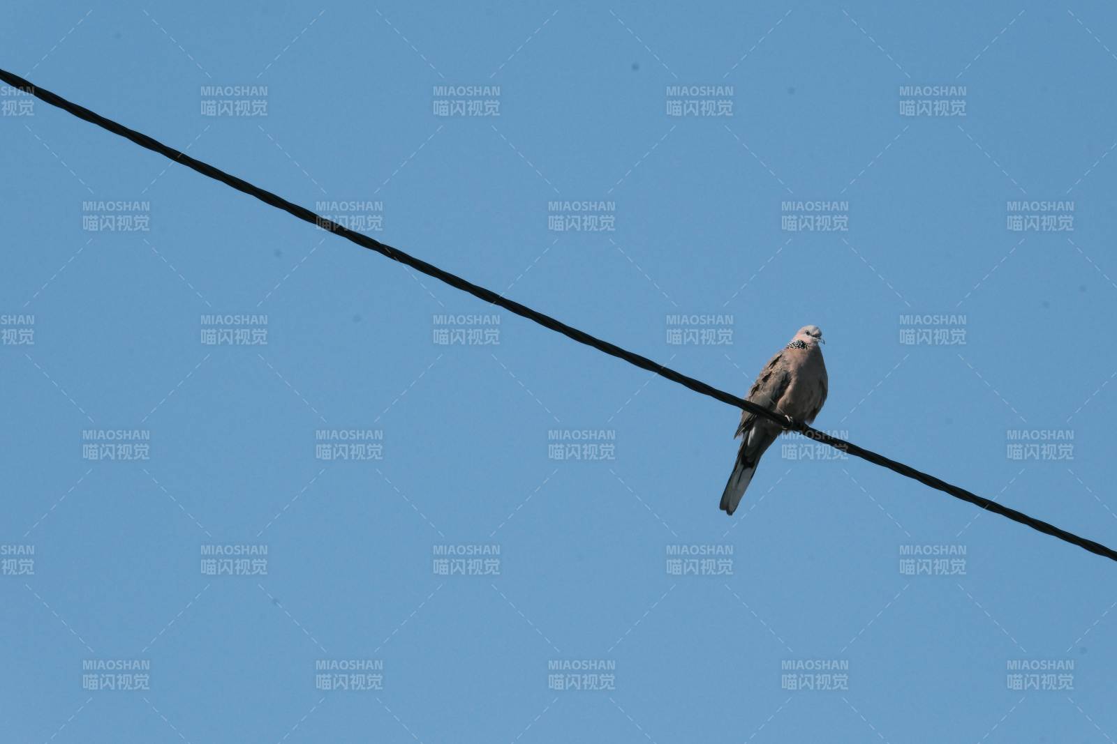 鸟栖电线 蓝天相伴图片
