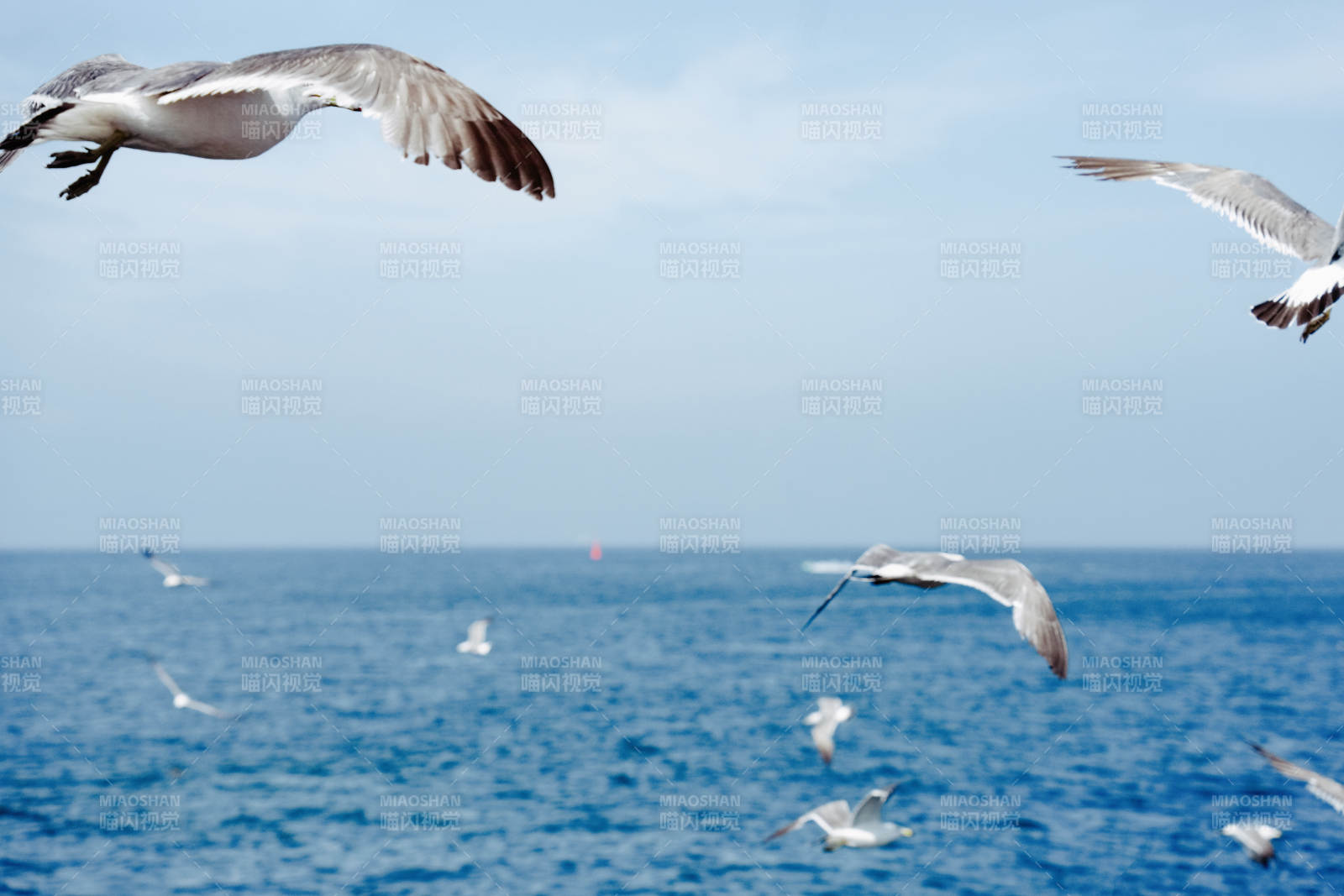 海鸥翱翔蓝天碧海图片