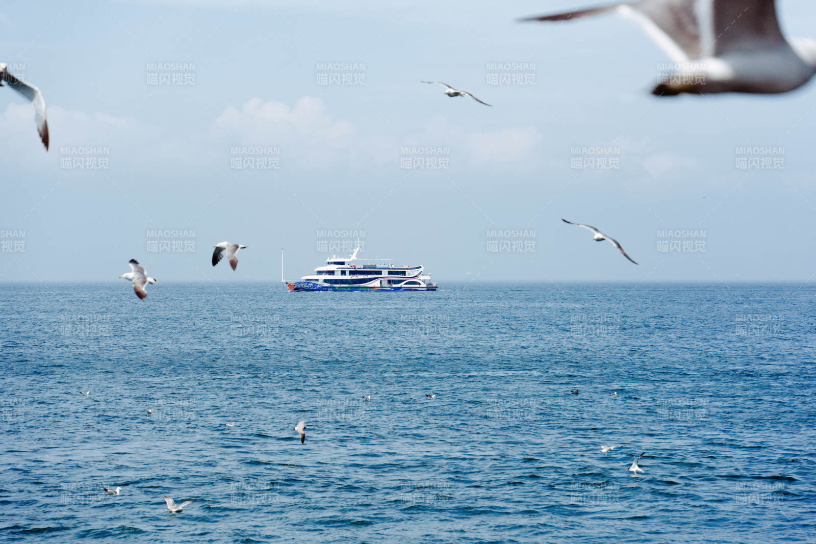 海鸥翱翔 船行碧波图片