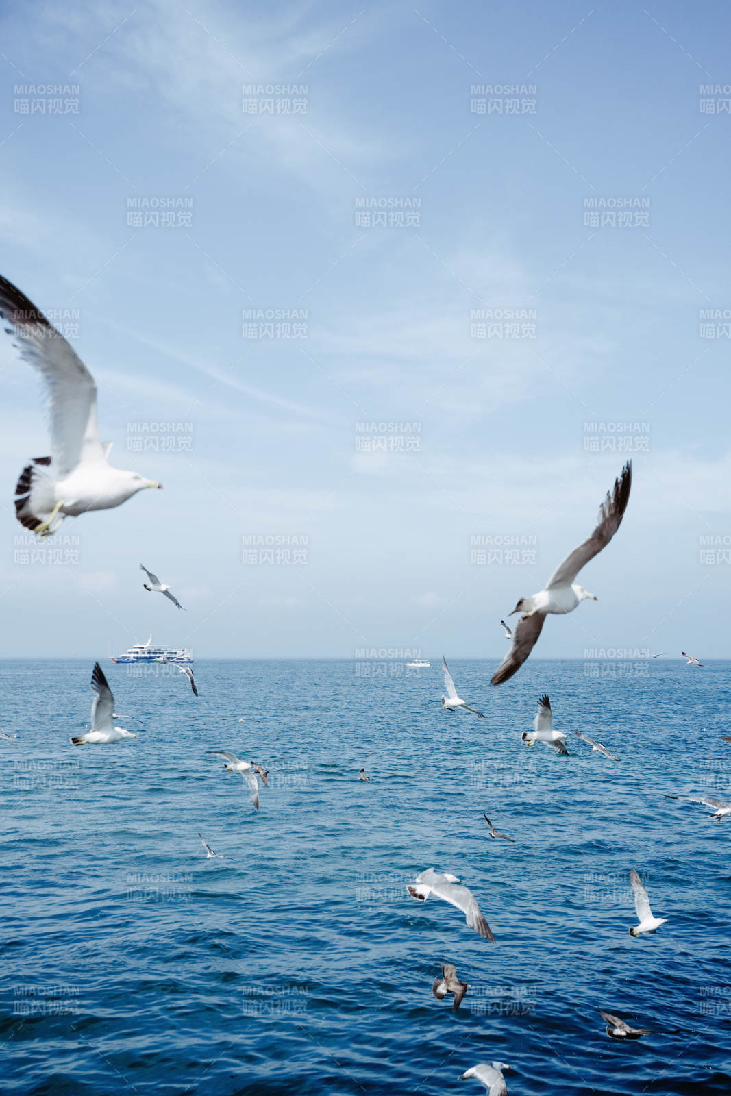 海鸥翱翔碧海蓝天图片