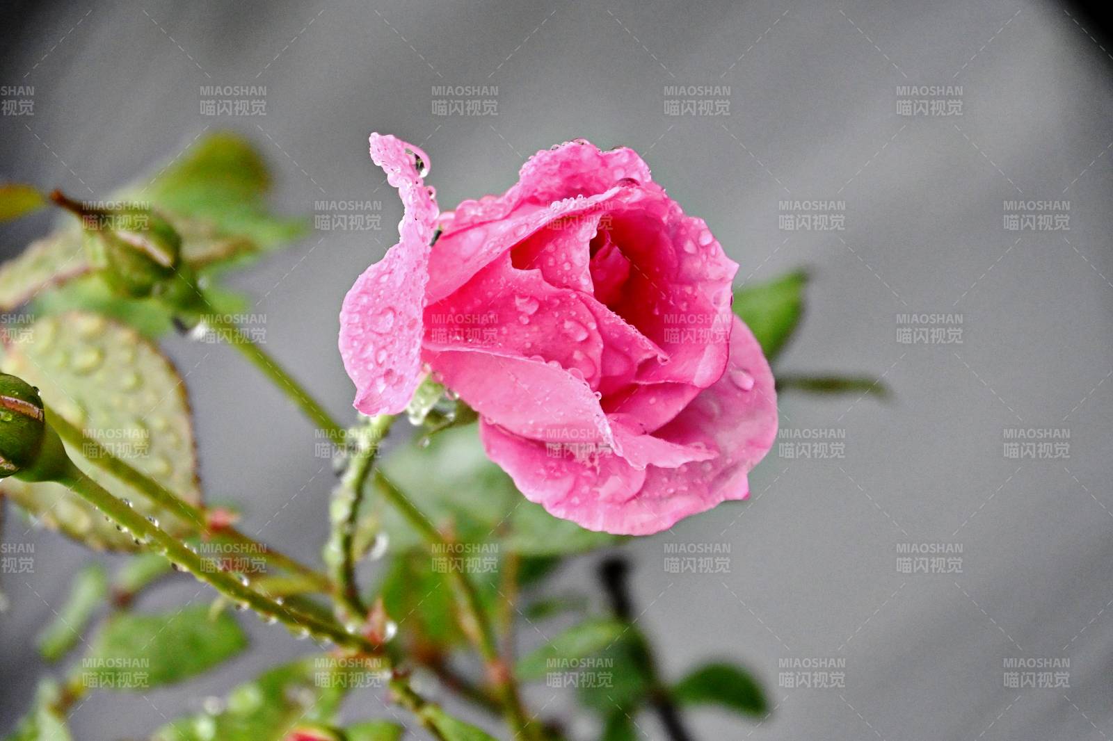 雨后粉玫瑰图片