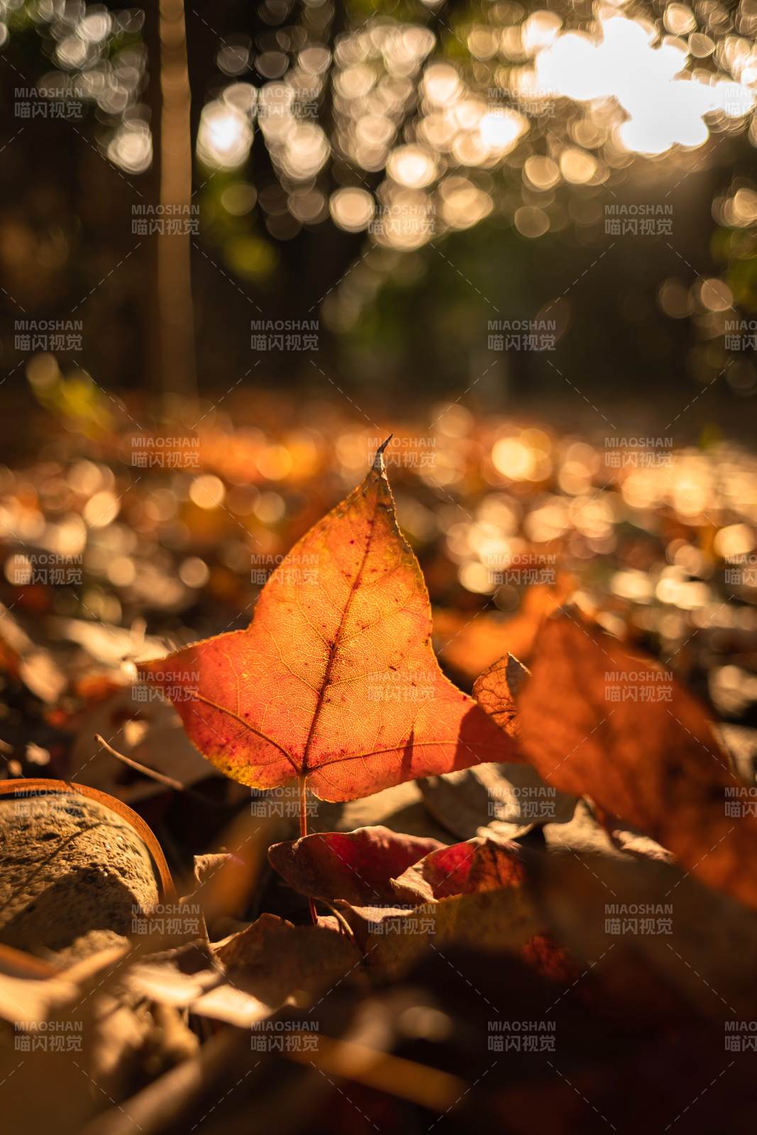 秋叶映光图片