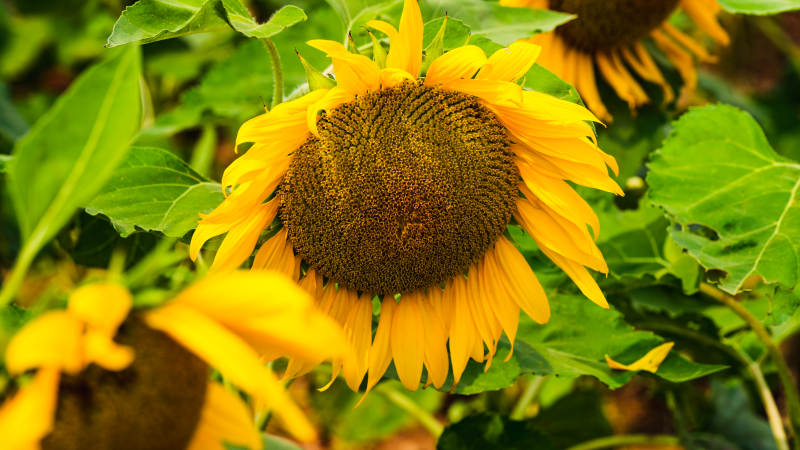 向日葵绽放生机图片