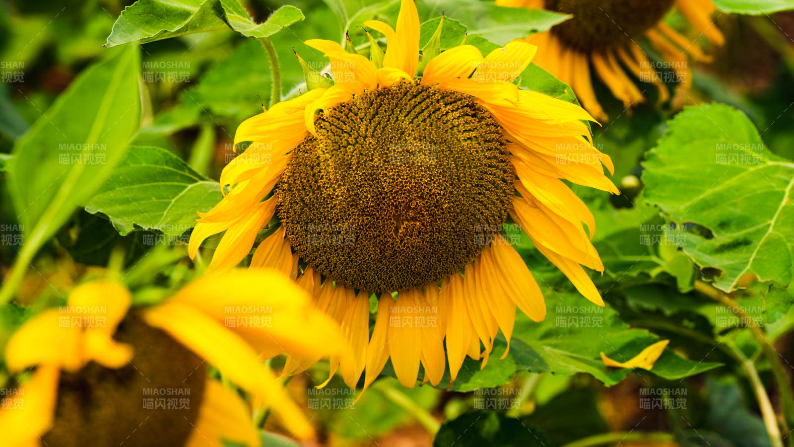 向日葵绽放生机图片