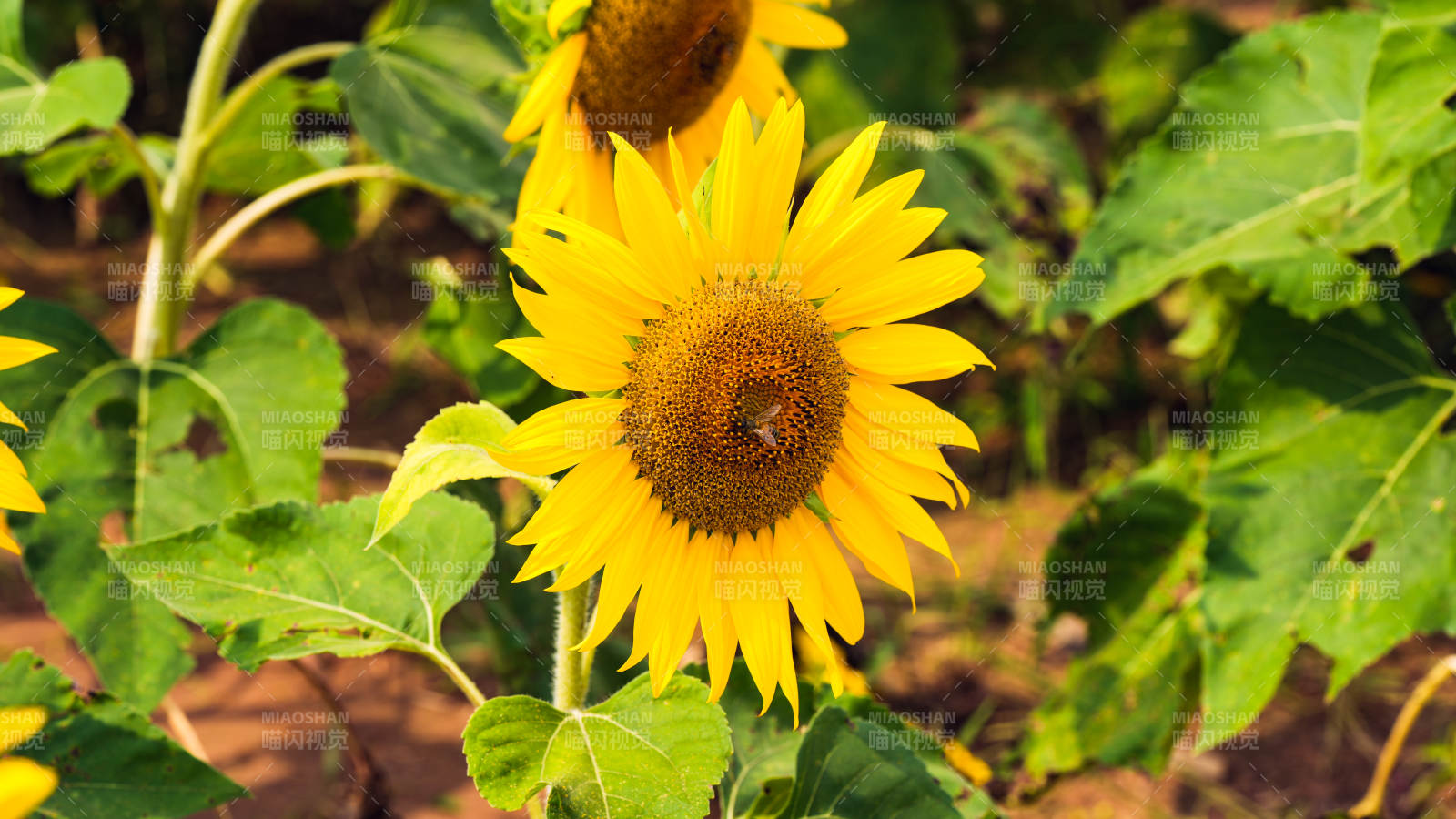 向日葵绽放图片