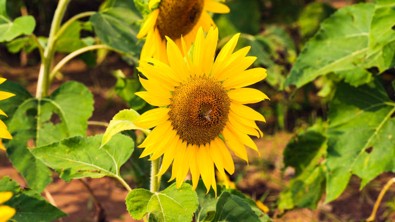 向日葵绽放图片
