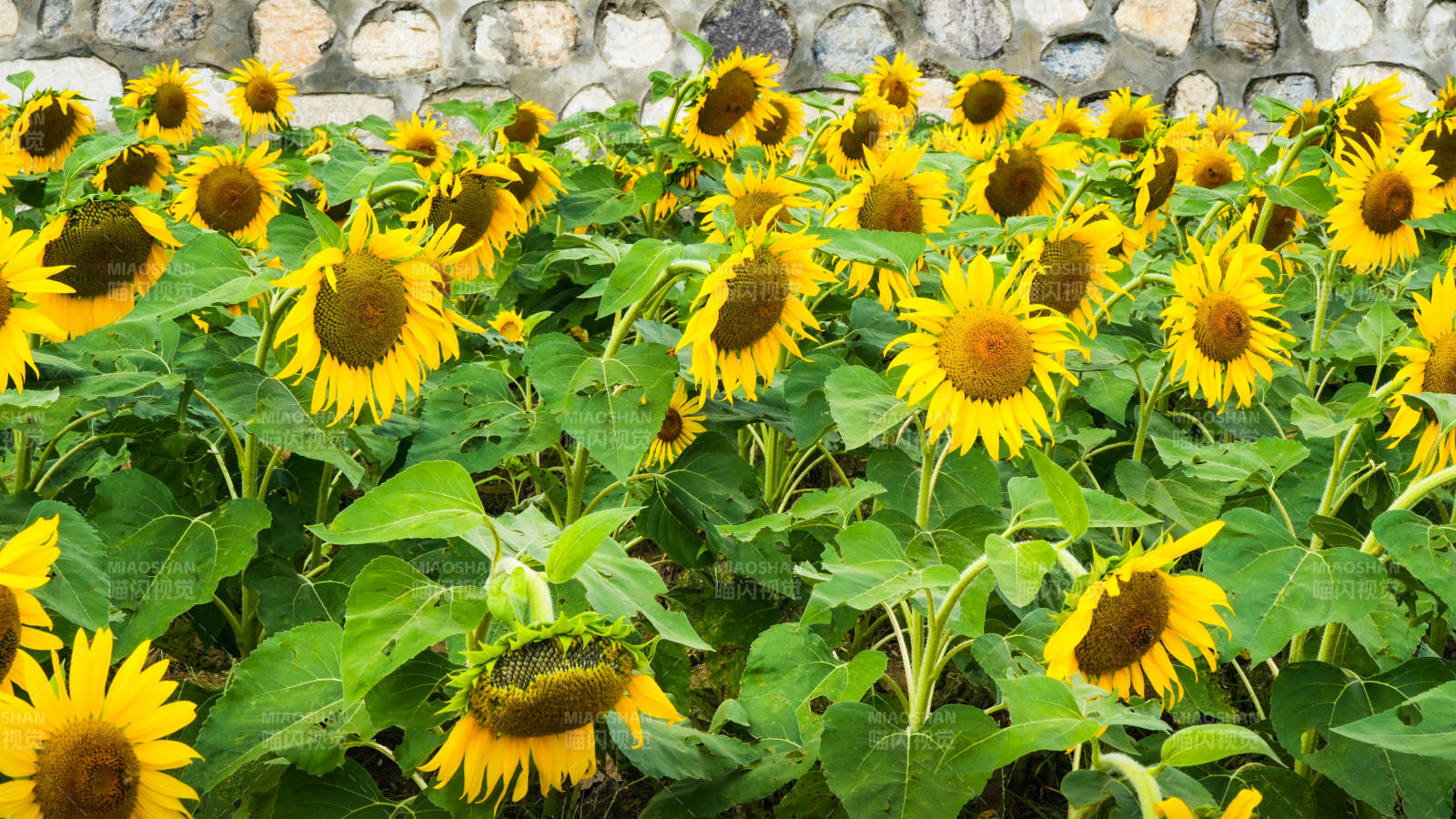 向日葵花海绽放图片
