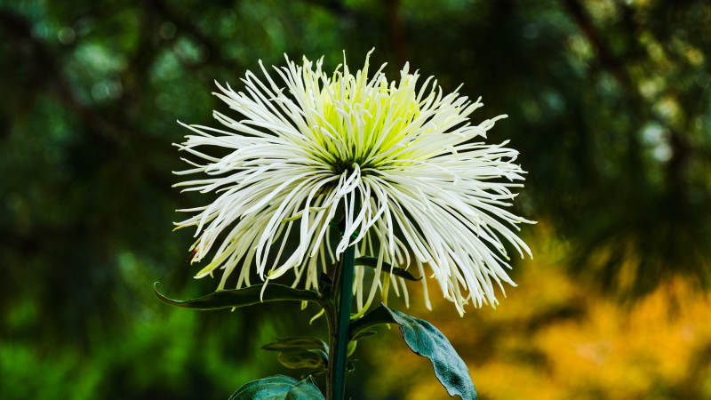 菊花绽放 清新自然图片