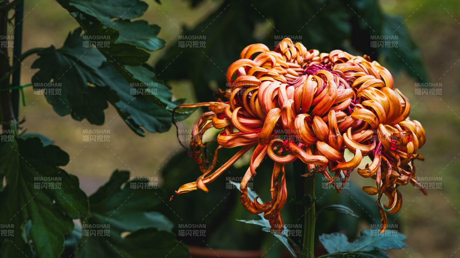 橙色菊花绽放图片