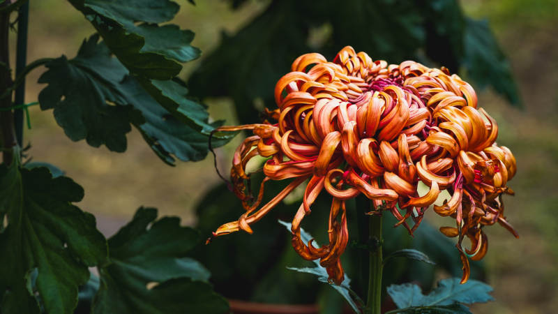 橙色菊花绽放图片