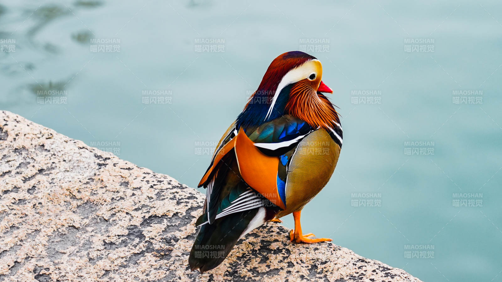 鸳鸯栖石畔图片