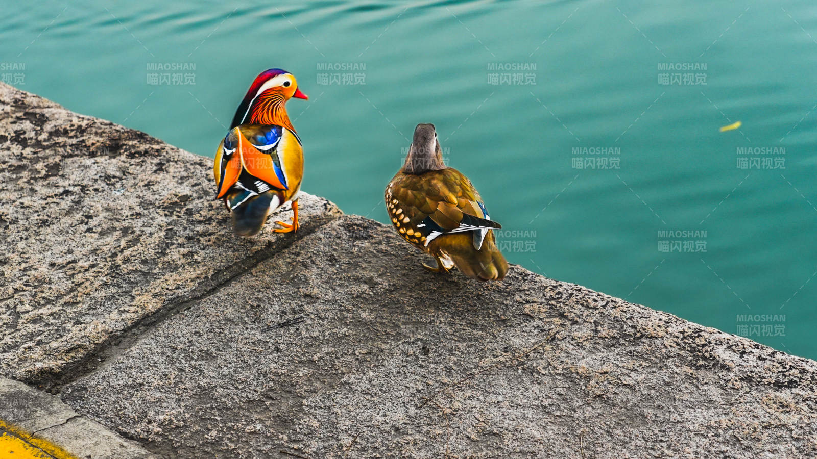 鸳鸯戏水静谧时图片