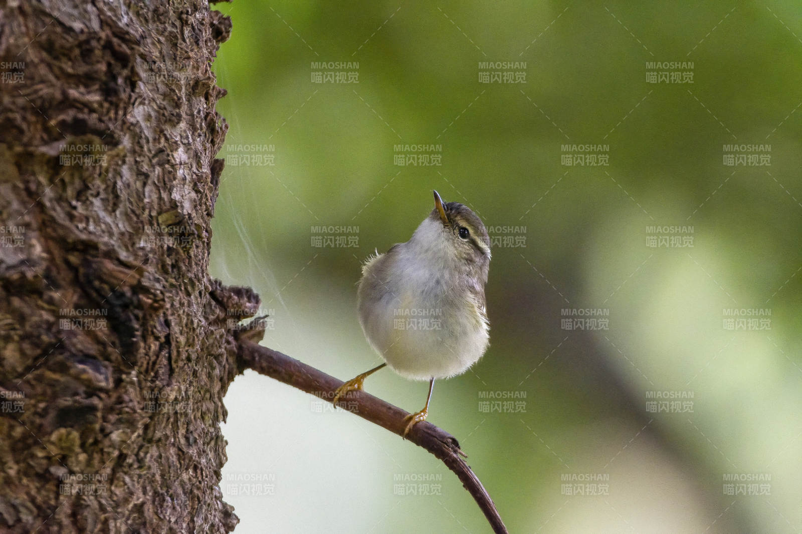黄眉柳莺栖息枝头图片