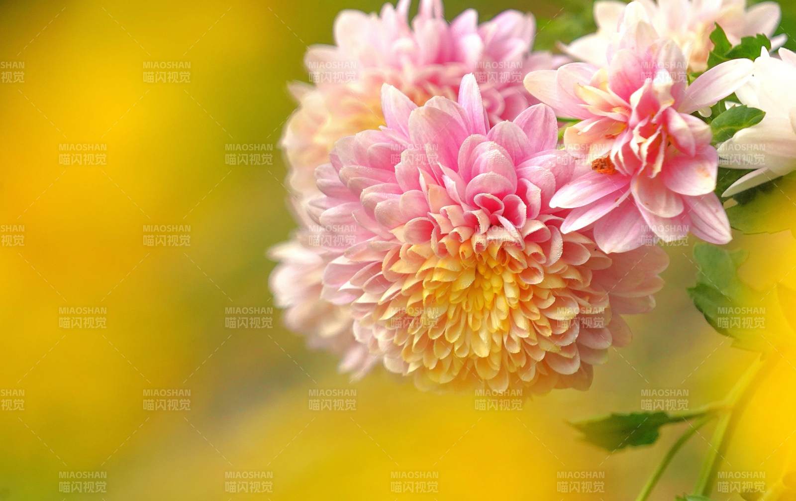 粉菊绽放 春意盎然图片