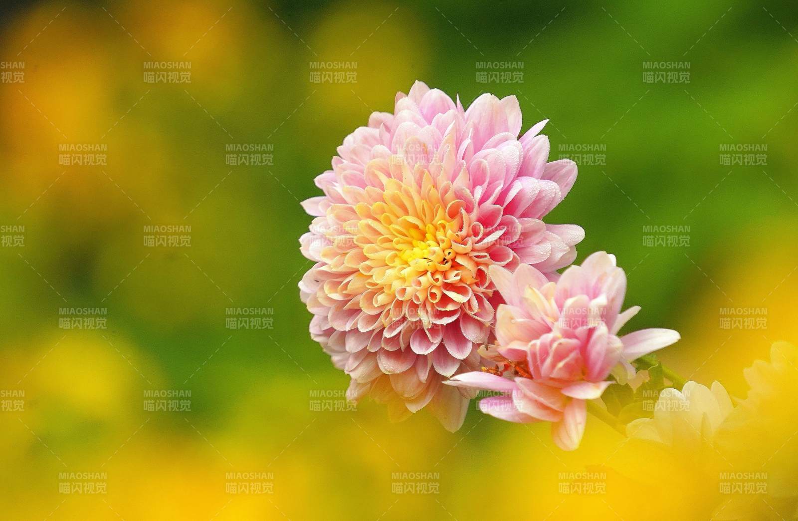 粉菊绽放 春意盎然图片