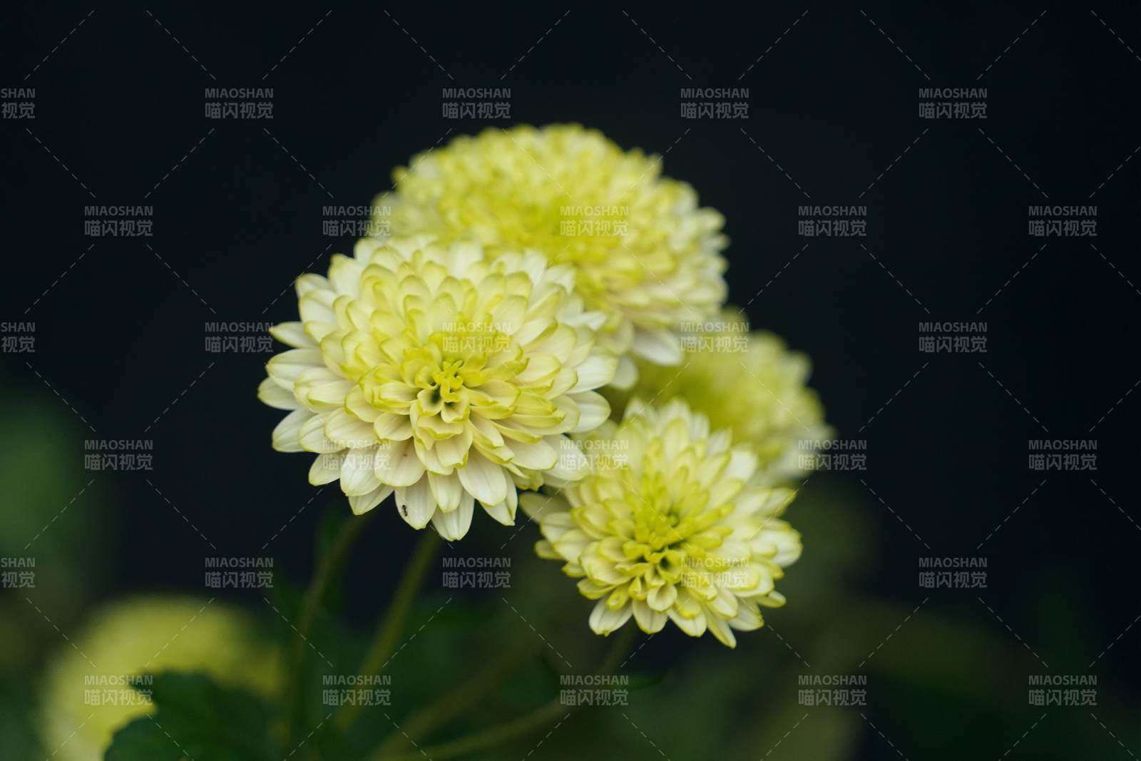 淡黄菊花绽放图片