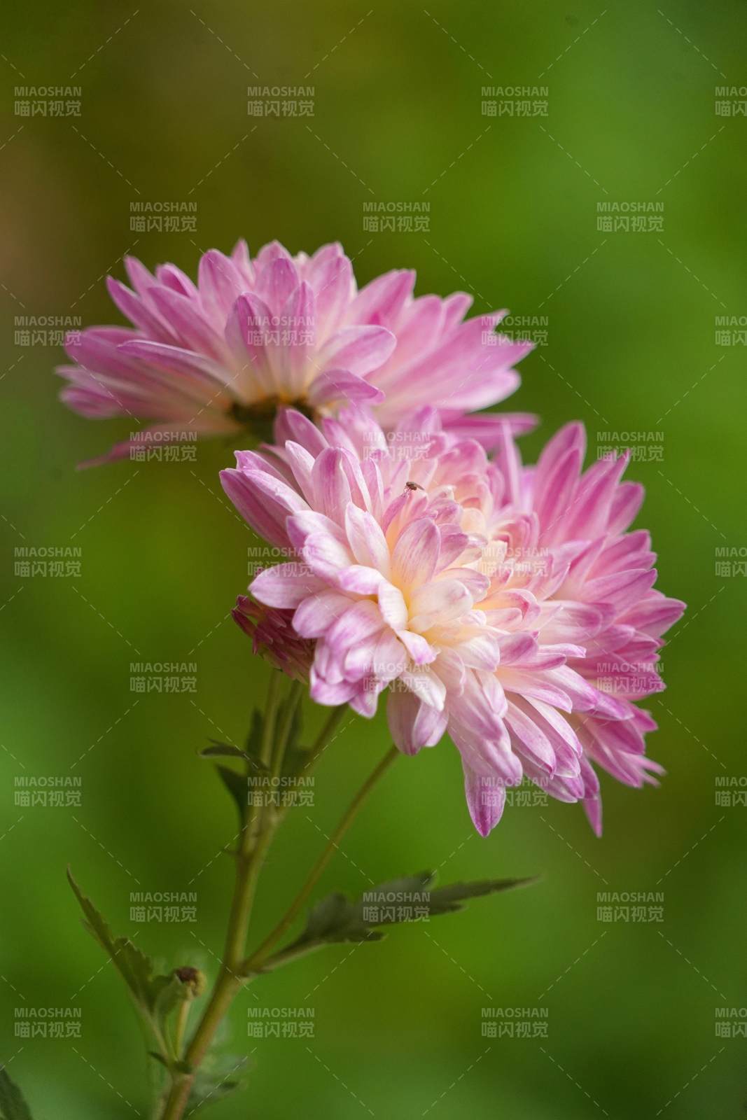 粉菊绽放图片