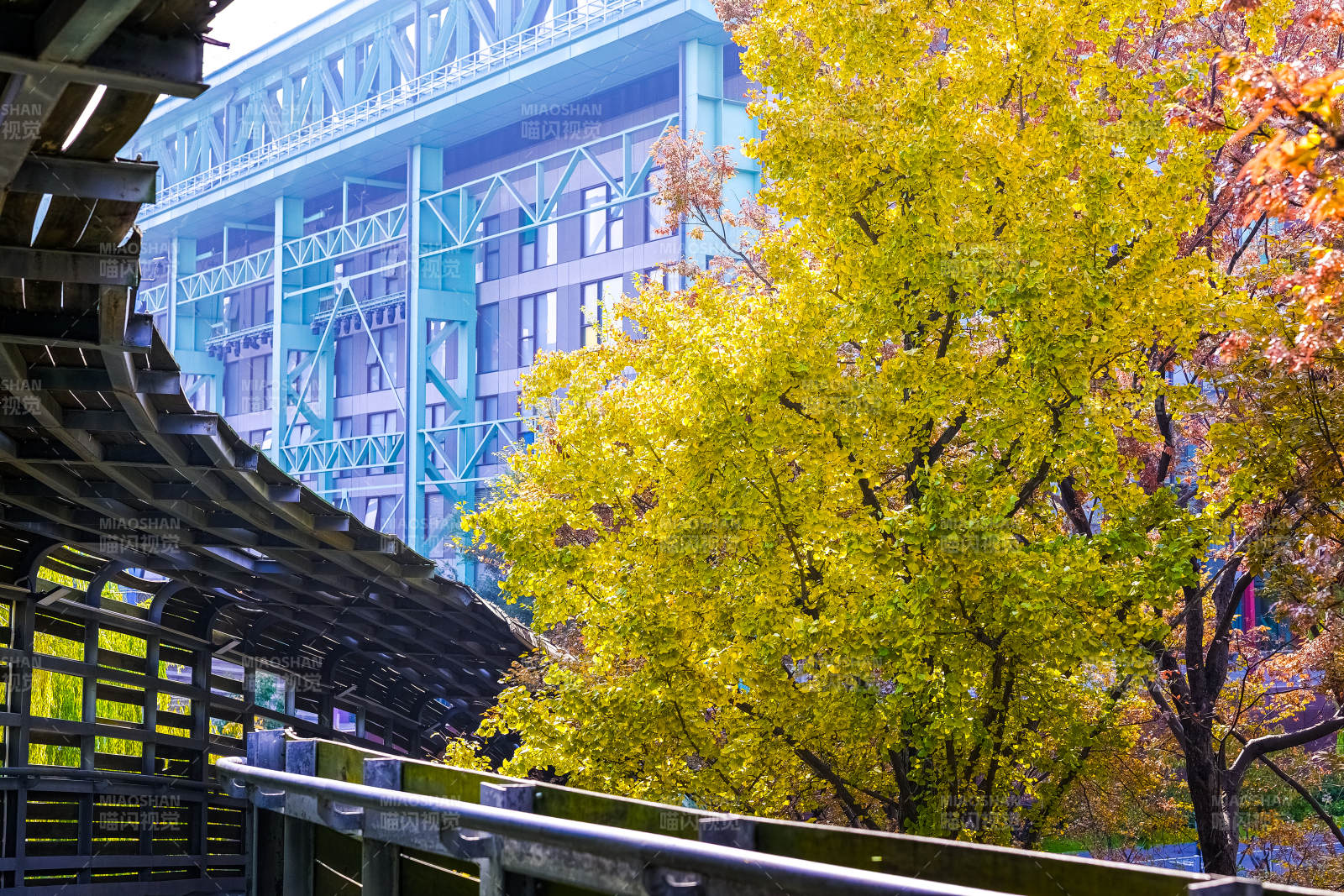 上海·世博公园·银杏图片