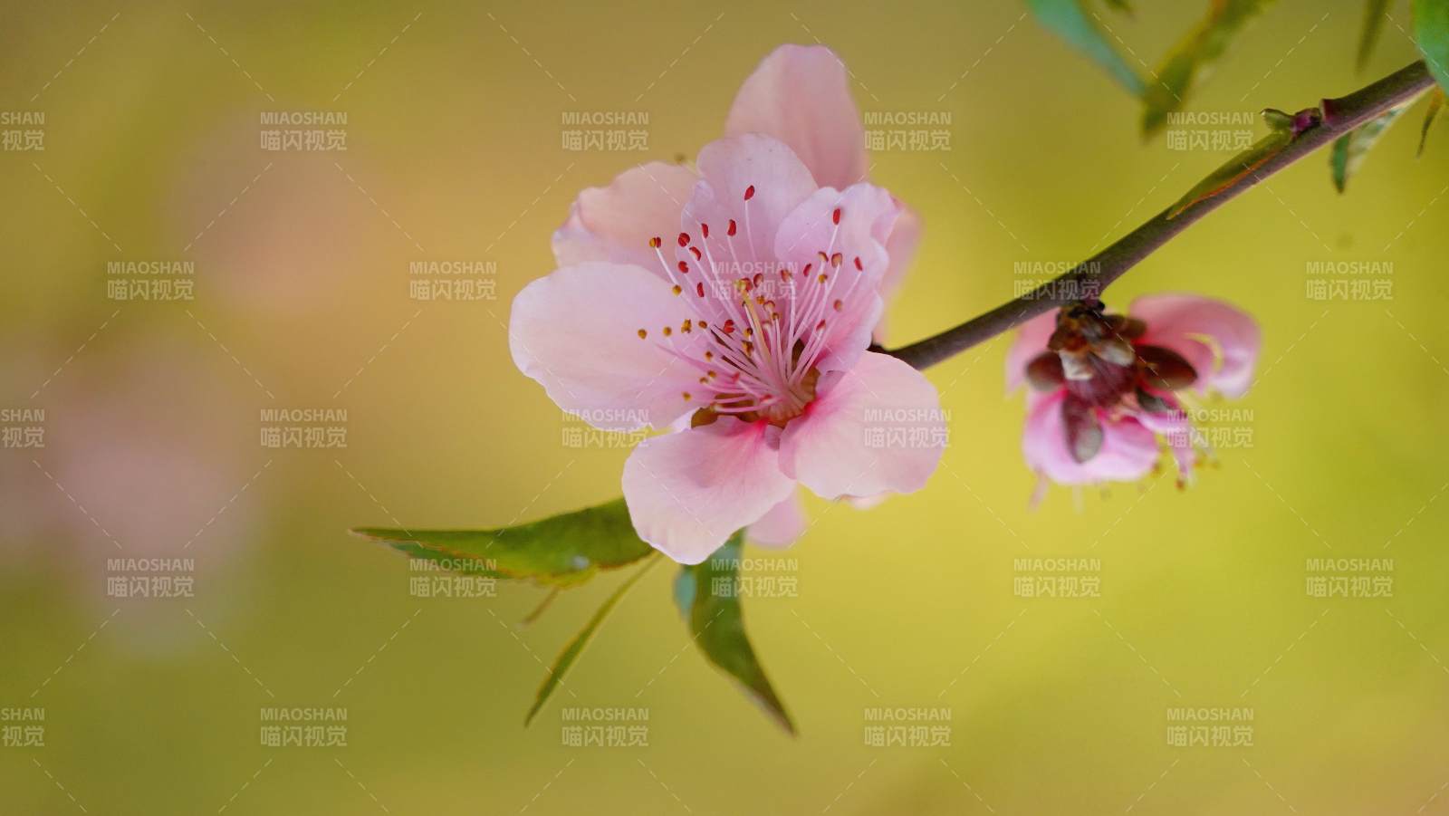 桃花绽放枝头图片