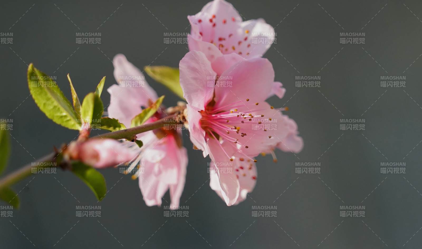 桃花绽放枝头图片