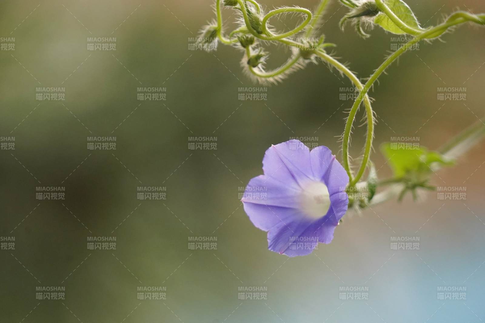 紫花绽放枝头图片