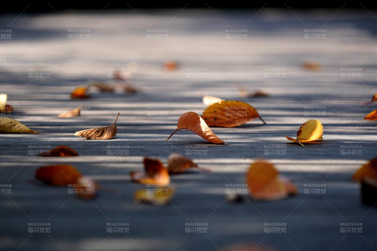 秋叶静落水面图片