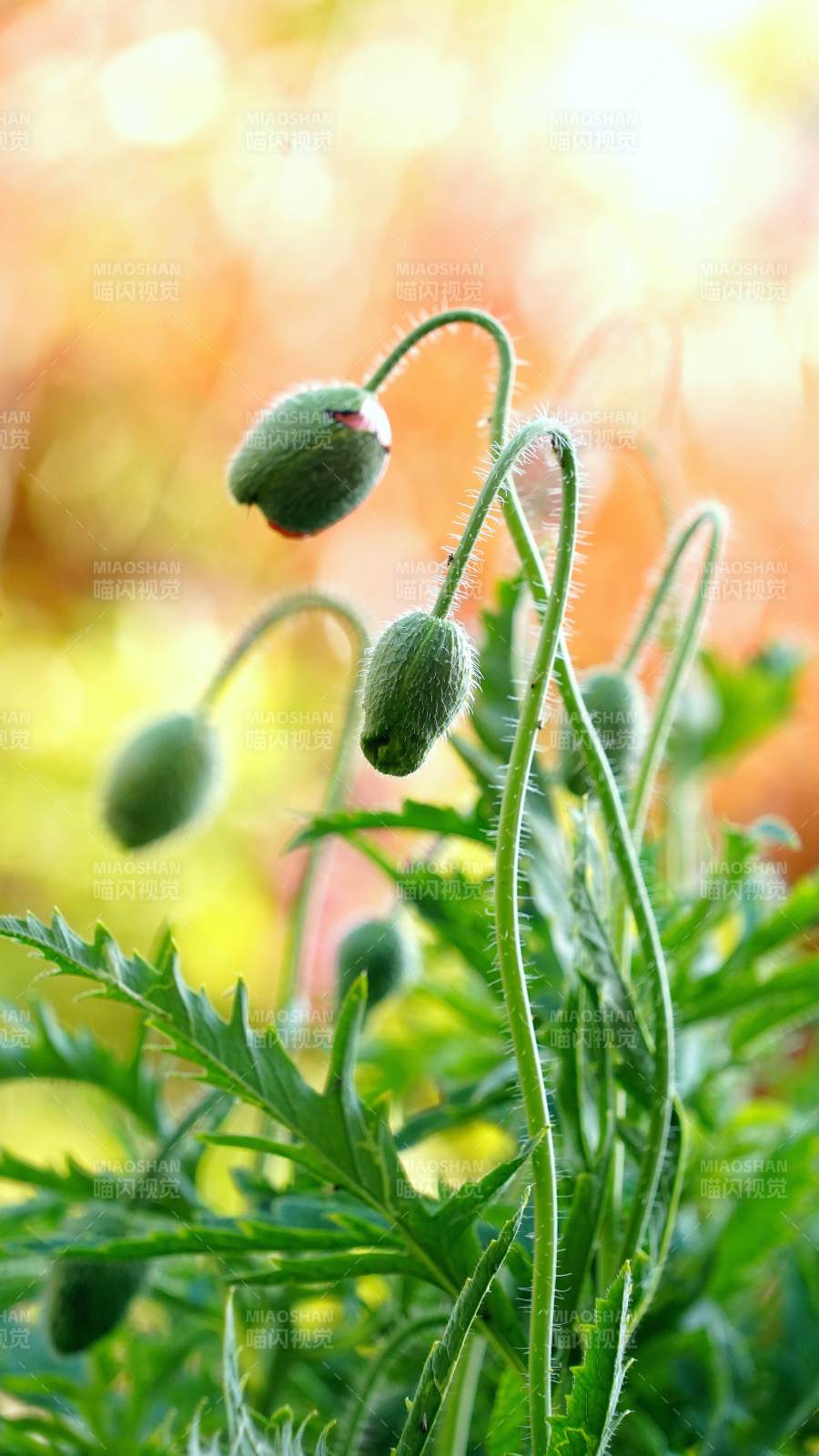 绿苞待放 生机盎然图片